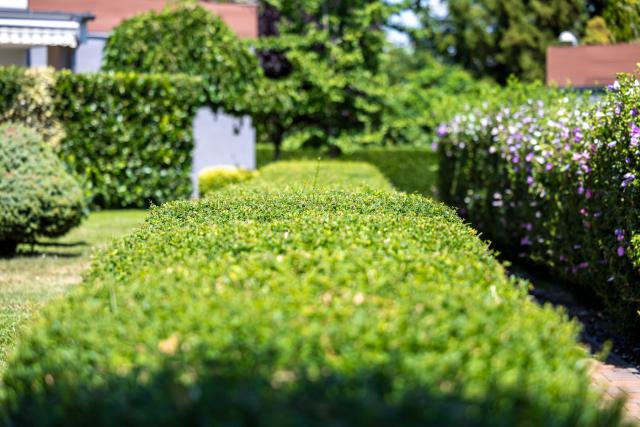 Formanyírt puszpángok a lakóparkban