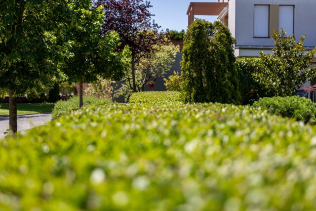 Nyírt sövények és fasor a lakóparkban