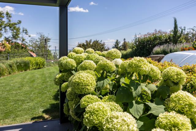 Hortenziák a pergola mellett